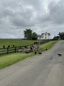 Spring Cycling Through Northern Virginia: Exploring Prince William, Loudoun, and Fauquier Counties 5 A group of black vultures perched on a fence, rock, and walking on a rural road next to a grassy field, with a white farmhouse and cloudy sky in the background.