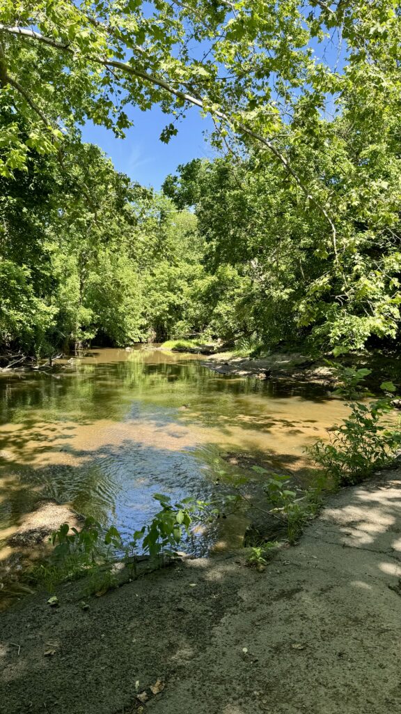 Spring Cycling Through Northern Virginia: Exploring Prince William, Loudoun, and Fauquier Counties 2 A shallow, clear creek flows gently through a lush, green forest under a bright blue sky. Sunlight filters through the leafy tree canopy, reflecting off the water's surface.