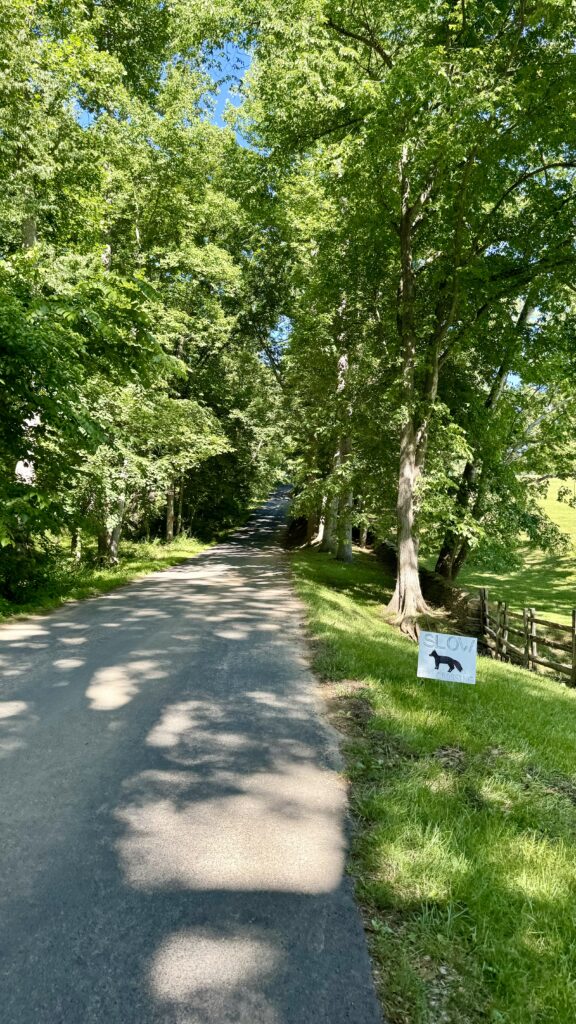 Spring Cycling Through Northern Virginia: Exploring Prince William, Loudoun, and Fauquier Counties 6 A quiet country road lined with tall green trees on a sunny day. On the right side of the road, there is a white sign with a black cow silhouette and the word COW printed on it.